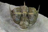 Tower Eyed Erbenochile Trilobite - Spectacular Specimen! #160886-6